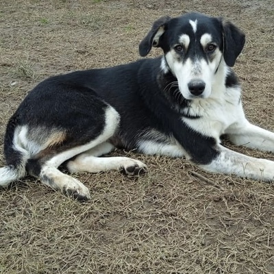 June - eine wunderbarer Begleithündin mit treuem Charakter, Schäferhund-Mischling - Hündin