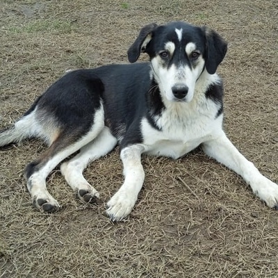 June - eine wunderbarer Begleithündin mit treuem Charakter, Schäferhund-Mischling - Hündin