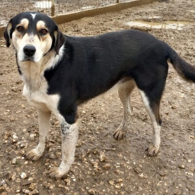 June - eine wunderbarer Begleithündin mit treuem Charakter, Schäferhund-Mischling - Hündin