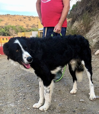 Junior, Mix - Rüde