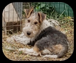 Junior von der Runneburg Drahthaar Foxterrier Rüde, Foxterrier - Rüde