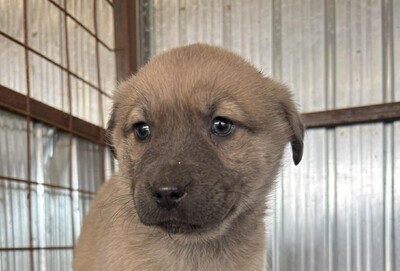 Juniper, Mischling Welpen - Hündin