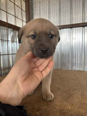 Juniper, Mischling Welpen - Hündin