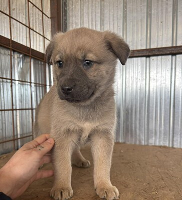 Juniper, Mischling Welpen - Hündin