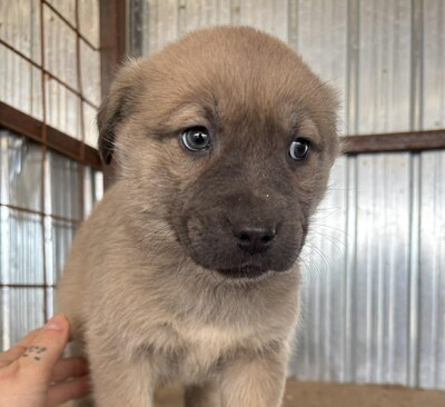 Juniper, Mischling Welpen - Hündin