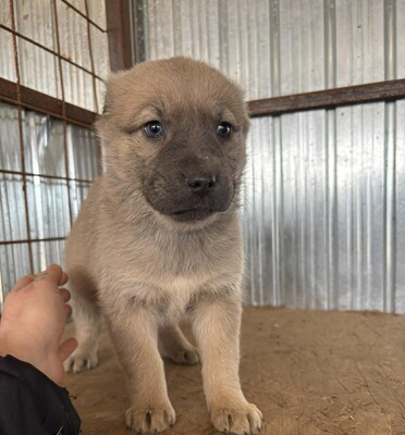 Juniper, Mischling Welpen - Hündin