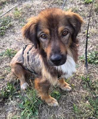 Juno