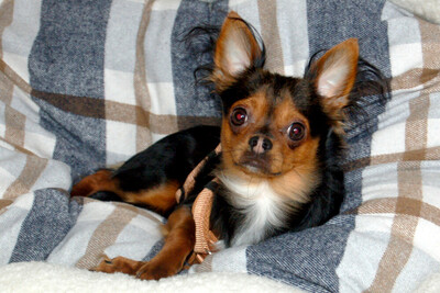 Jupi, Chihuahua-Mix - Rüde