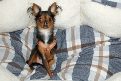 Jupi, Chihuahua-Mix - Rüde