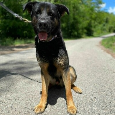 🥰Jupiter Schäferhund-Mischling ist ein überaus sanfter, freundlicher und liebevoller Hund, der für einen Neuanfang dankbar ist💥, Schäferhund-Mischling - Rüde