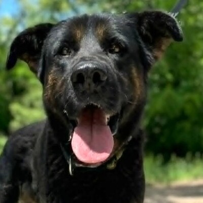 🥰Jupiter Schäferhund-Mischling ist ein überaus sanfter, freundlicher und liebevoller Hund, der für einen Neuanfang dankbar ist💥, Schäferhund-Mischling - Rüde