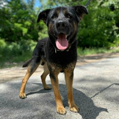 🥰Jupiter Schäferhund-Mischling ist ein überaus sanfter, freundlicher und liebevoller Hund, der für einen Neuanfang dankbar ist💥, Schäferhund-Mischling - Rüde