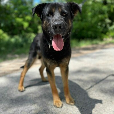 🥰Jupiter Schäferhund-Mischling ist ein überaus sanfter, freundlicher und liebevoller Hund, der für einen Neuanfang dankbar ist💥, Schäferhund-Mischling - Rüde