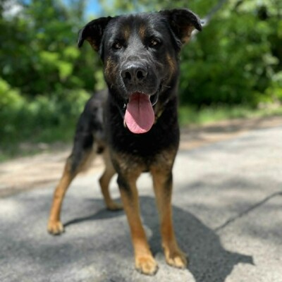 🥰Jupiter Schäferhund-Mischling ist ein überaus sanfter, freundlicher und liebevoller Hund, der für einen Neuanfang dankbar ist💥, Schäferhund-Mischling - Rüde