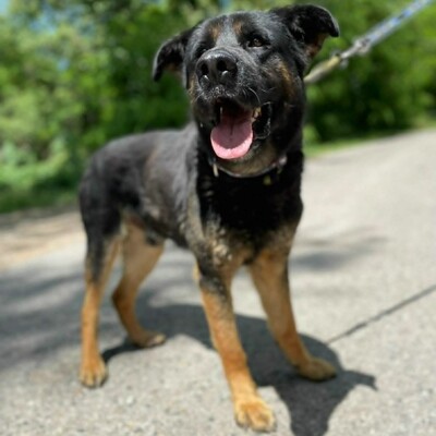 🥰Jupiter Schäferhund-Mischling ist ein überaus sanfter, freundlicher und liebevoller Hund, der für einen Neuanfang dankbar ist💥, Schäferhund-Mischling - Rüde