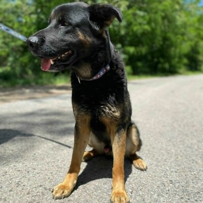 🥰Jupiter Schäferhund-Mischling ist ein überaus sanfter, freundlicher und liebevoller Hund, der für einen Neuanfang dankbar ist💥, Schäferhund-Mischling - Rüde