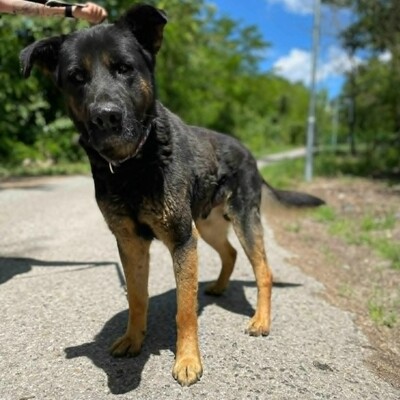 🥰Jupiter Schäferhund-Mischling ist ein überaus sanfter, freundlicher und liebevoller Hund, der für einen Neuanfang dankbar ist💥, Schäferhund-Mischling - Rüde