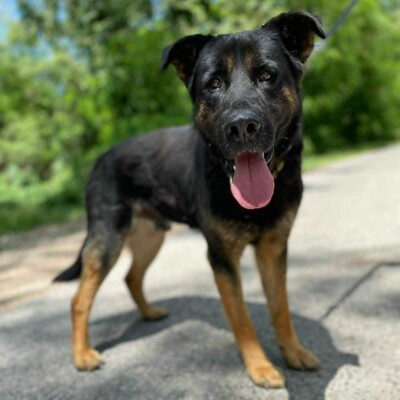 🥰Jupiter Schäferhund-Mischling ist ein überaus sanfter, freundlicher und liebevoller Hund, der für einen Neuanfang dankbar ist💥, Schäferhund-Mischling - Rüde