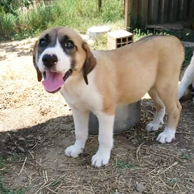 Juri / Reserviert, Mischling Welpen - Hündin