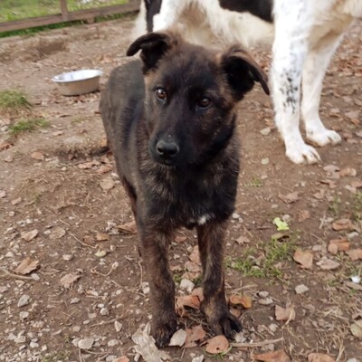 Juri - freundlich, offen und sozial, Mischling Welpen - Rüde