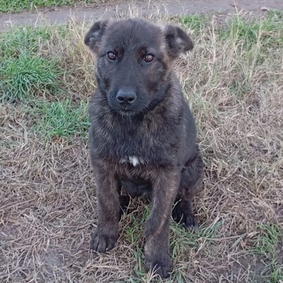 Juri - freundlich, offen und sozial / Reserviert, Mischling Welpen - Rüde