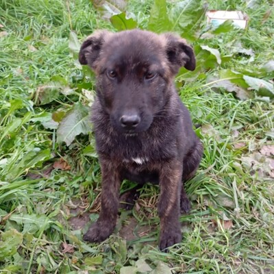 Juri - freundlich, offen und sozial / Reserviert, Mischling Welpen - Rüde