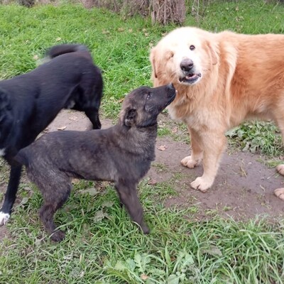 Juri - freundlich, offen und sozial / Reserviert, Mischling Welpen - Rüde