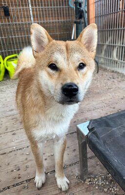 Kūsō, Shiba Inu (Mix) - Rüde