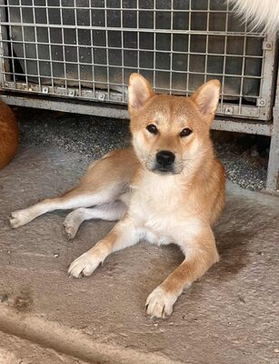 Kūsō, Shiba Inu (Mix) - Rüde