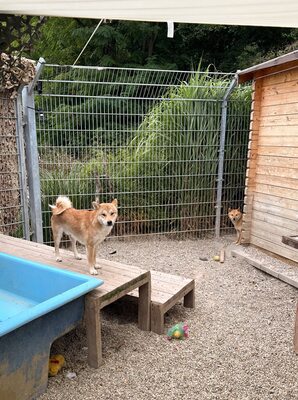 Kūsō, Shiba Inu (Mix) - Rüde