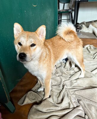 Kūsō, Shiba Inu (Mix) - Rüde