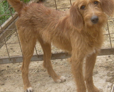 KABOSU - süßer Knuddelhund sucht SEIN ZUHAUSE, KABOSU - süßer Knuddelhund sucht SEIN ZUHAUSE - Rüde