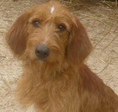 KABOSU - süßer Knuddelhund sucht SEIN ZUHAUSE, KABOSU - süßer Knuddelhund sucht SEIN ZUHAUSE - Rüde