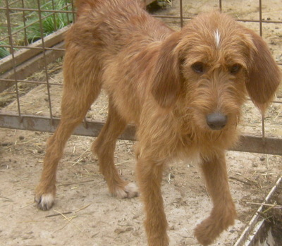 KABOSU - süßer Knuddelhund sucht SEIN ZUHAUSE, KABOSU - süßer Knuddelhund sucht SEIN ZUHAUSE - Rüde