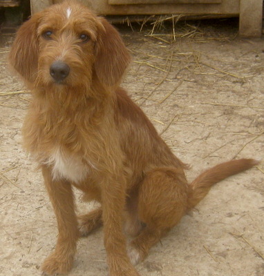 KABOSU - süßer Knuddelhund sucht SEIN ZUHAUSE, KABOSU - süßer Knuddelhund sucht SEIN ZUHAUSE - Rüde