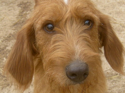 KABOSU - süßer Knuddelhund sucht SEIN ZUHAUSE, KABOSU - süßer Knuddelhund sucht SEIN ZUHAUSE - Rüde