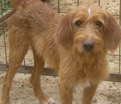 KABOSU - süßer Knuddelhund sucht SEIN ZUHAUSE, KABOSU - süßer Knuddelhund sucht SEIN ZUHAUSE - Rüde