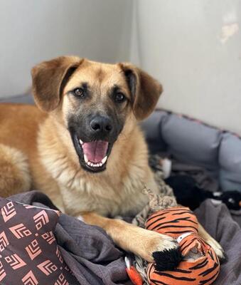 KALA, Mischling - Hündin