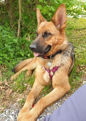 KALANI Jessy, Schäfermischling - Hündin