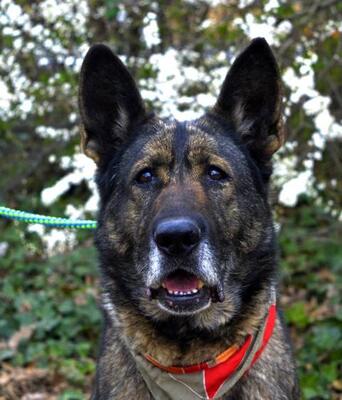 KAMKA, Schäferhund - Hündin