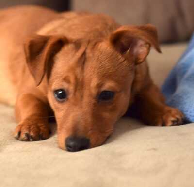 KARAMELKA Wien, Dackelmischling - Hündin