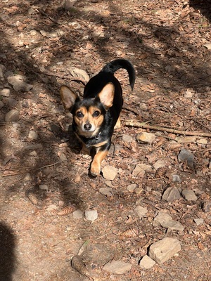 KARLIE, Dackel-Chihuahua-Mischling - Hündin