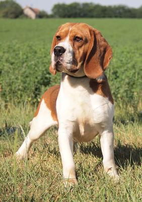 KARMA - R E S E R V I E R T !!!!! sehr freundlich, immer gut gelaunt, lebhaft, neugierig, aufgeweckt, Beagle - Hündin