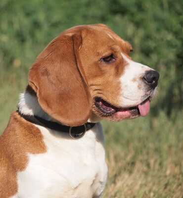 KARMA - R E S E R V I E R T !!!!! sehr freundlich, immer gut gelaunt, lebhaft, neugierig, aufgeweckt, Beagle - Hündin