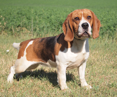 KARMA - sehr freundlich, immer gut gelaunt, lebhaft, neugierig, aufgeweckt, Beagle - Hündin