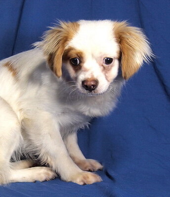 KATJA - anfangs sehr ängstlich; sanft, freundlich, anhänglich, lebhaft, lernwillig, katzenverträglich, Mischling - Hündin