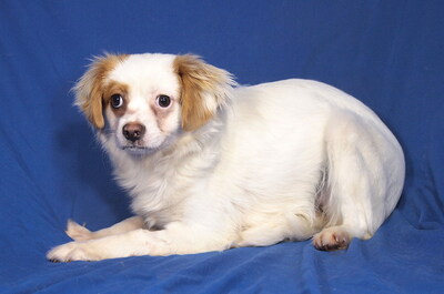 KATJA - anfangs sehr ängstlich; sanft, freundlich, anhänglich, lebhaft, lernwillig, katzenverträglich, Mischling - Hündin