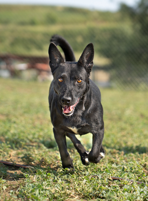 KATJA - sehr zutraulich, menschenbezogen, verschmust, dankbar, intelligent, Mischling (Video-Link vorhanden) - Hündin