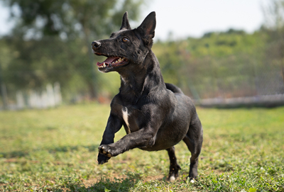 KATJA - sehr zutraulich, menschenbezogen, verschmust, dankbar, intelligent, Mischling (Video-Link vorhanden) - Hündin