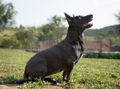 KATJA - sehr zutraulich, menschenbezogen, verschmust, dankbar, intelligent, Mischling (Video-Link vorhanden) - Hündin